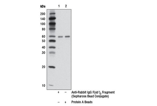 Anti-rabbit IgG F(ab')2 Fragment (Sepharose® Bead Conjugate) - 1 ml