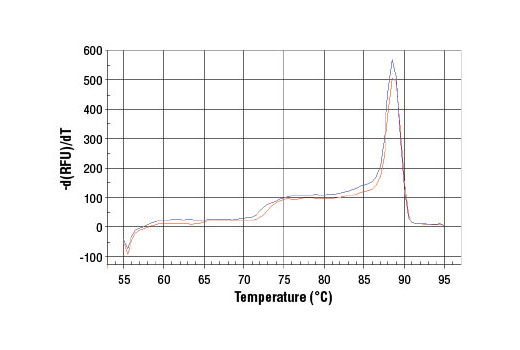 SimpleChIP® Human Timeless Intron 1 Primers - 500 ul