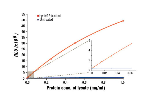 PathScan® Phospho-TrkA (Tyr490) Chemiluminescent Sandwich ELISA Kit - 1 Kit