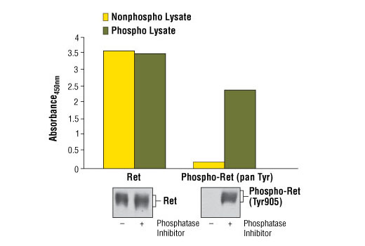 PathScan® Phospho-Ret (panTyr) Sandwich ELISA Kit - 1 Kit