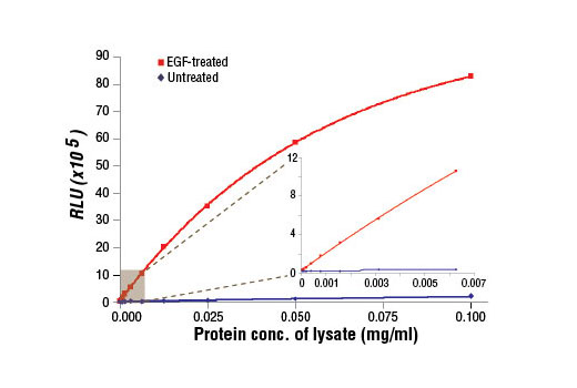 PathScan® Phospho-EGF Receptor (Tyr1068) Chemiluminescent Sandwich ELISA Kit - 1 Kit