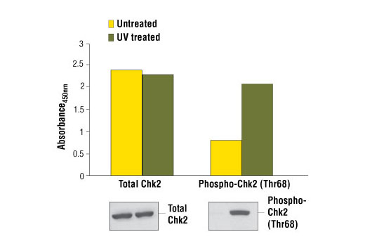 PathScan® Phospho-Chk2 (Thr68) Sandwich ELISA Kit - 1 Kit