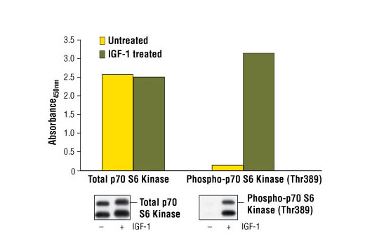 PathScan® Total p70 S6 Kinase Sandwich ELISA Kit - 1 Kit