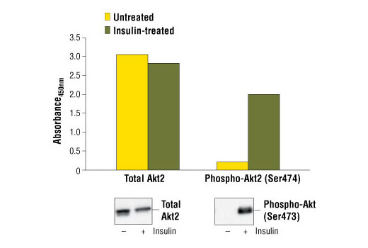 PathScan® Total Akt2 Sandwich ELISA Kit - 1 Kit