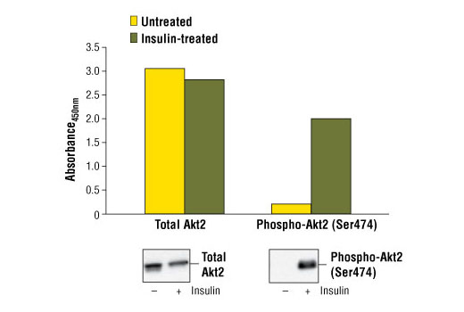 PathScan® Phospho-Akt2 (Ser474) Sandwich ELISA Kit - 1 Kit