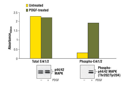 PathScan® Total p44/42 MAPK (Erk1/2) Sandwich ELISA Kit - 1 Kit