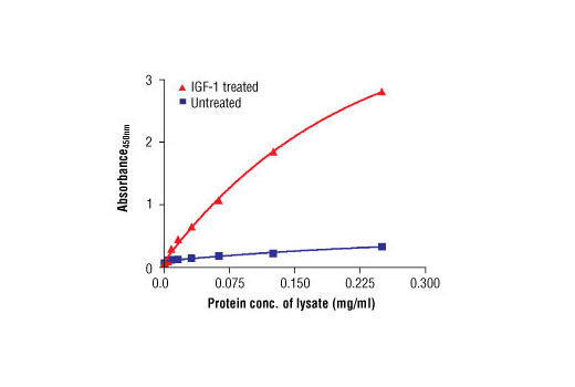 PathScan® Phospho-p70 S6 Kinase (Thr389) Sandwich ELISA Antibody Pair - 1 Kit