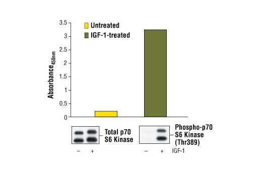 PathScan® Phospho-p70 S6 Kinase (Thr389) Sandwich ELISA Kit - 1 Kit