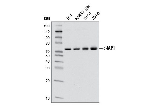 IAP Family Antibody Sampler Kit - 1 Kit