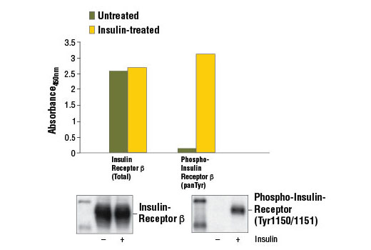 PathScan® Total Insulin Receptor β Sandwich ELISA Kit - 1 Kit