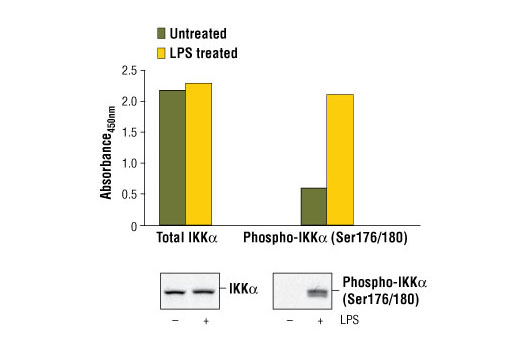 PathScan® Phospho-IKKα (Ser176/180) Sandwich ELISA Kit - 1 Kit