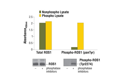 PathScan® Total ROS1 Sandwich ELISA Kit - 1 Kit