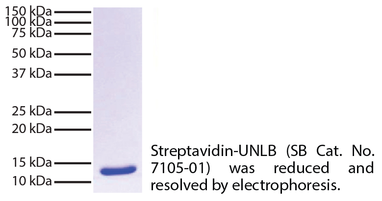 Streptavidin-UNLB - 5.0 mg