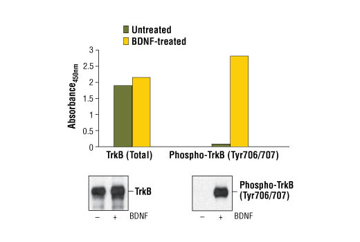 PathScan® Phospho-TrkB (panTyr) Sandwich ELISA Kit - 1 Kit