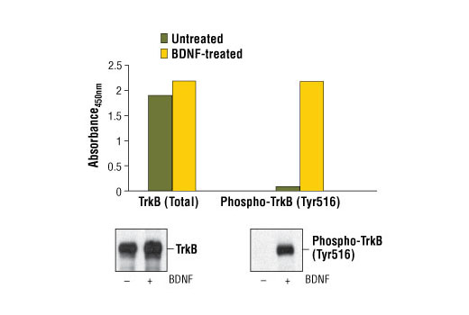 PathScan® Phospho-TrkB (Tyr516) Sandwich ELISA Kit - 1 Kit