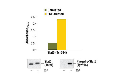 PathScan® Phospho-Stat5 (Tyr694) Sandwich ELISA Kit - 1 Kit