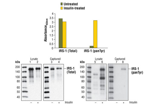 PathScan® Phospho-IRS-1 (panTyr) Sandwich ELISA Kit - 1 Kit