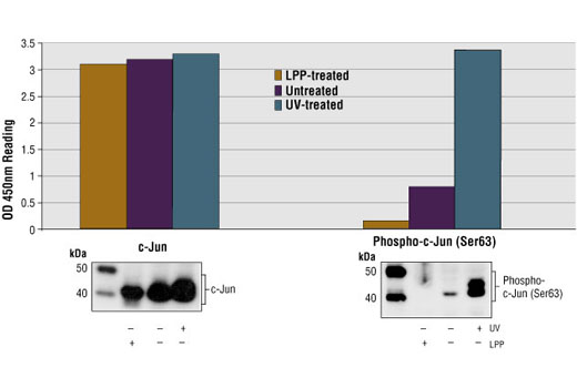 PathScan® Phospho-c-Jun (Ser63) Sandwich ELISA Kit II - 1 Kit