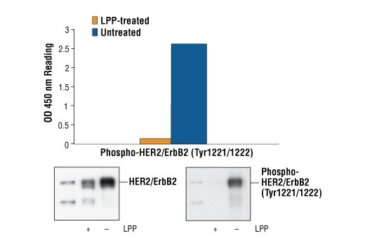 PathScan® Phospho-HER2/ErbB2 (Tyr1221/1222) Sandwich ELISA Kit - 1 Kit