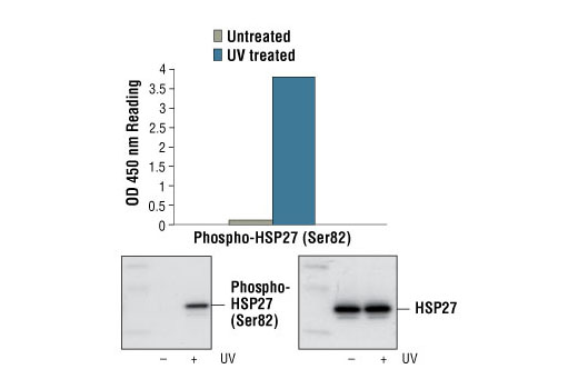 PathScan® Phospho-HSP27 (Ser82) Sandwich ELISA Kit - 1 Kit