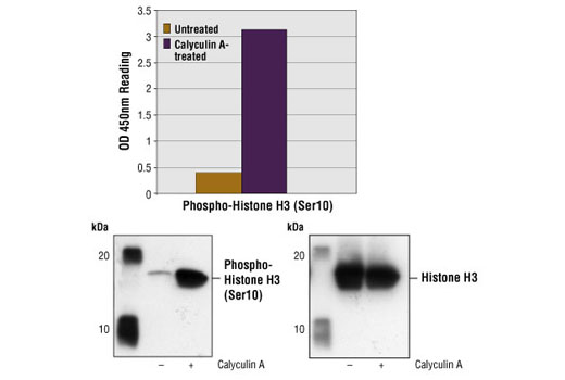 PathScan® Phospho-Histone H3 (Ser10) Sandwich ELISA Kit - 1 Kit