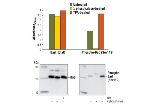 PathScan® Total Bad Sandwich ELISA Kit - 1 Kit