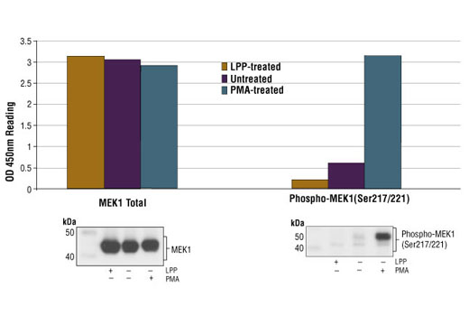 PathScan® Total MEK1 Sandwich ELISA Kit - 1 Kit