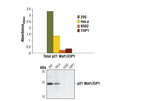 PathScan® Total p21 Waf1/Cip1 Sandwich ELISA Kit - 1 Kit