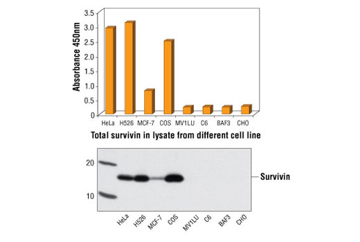 PathScan® Total Survivin Sandwich ELISA Kit - 1 Kit