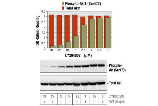 PathScan® Total Akt1 Sandwich ELISA Kit - 1 Kit