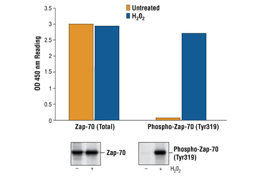 PathScan® Phospho-Zap-70 (Tyr319) Sandwich ELISA Kit - 1 Kit