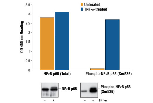 PathScan® Phospho-NF-κB p65 (Ser536) Sandwich ELISA Kit - 1 Kit