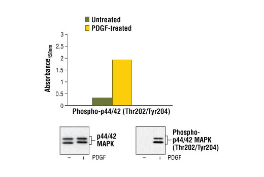 PathScan® Phospho-p44/42 MAPK (Thr202/Tyr204) Sandwich ELISA Kit - 1 Kit