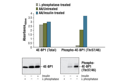 PathScan® Total 4E-BP1 Sandwich ELISA Kit - 1 Kit