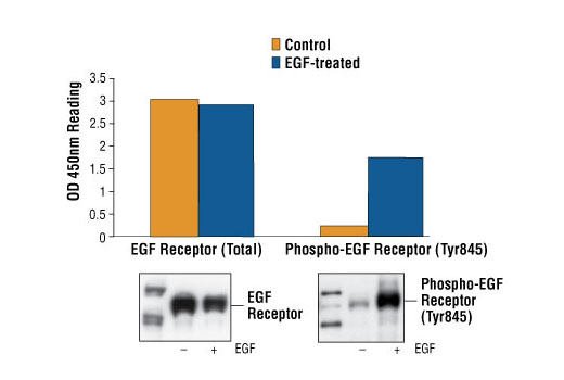 PathScan® Phospho-EGF Receptor (Tyr845) Sandwich ELISA Kit - 1 Kit