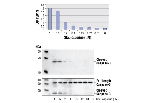 PathScan® Cleaved Caspase-3 (Asp175) Sandwich ELISA Kit - 1 Kit