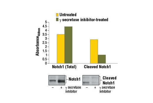 PathScan® Cleaved Notch1 (Val1744) Sandwich ELISA Kit - 1 Kit