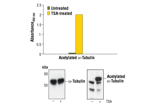 PathScan® Acetyl-α-Tubulin Sandwich ELISA Kit - 1 Kit