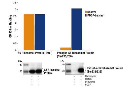 PathScan® Phospho-S6 Ribosomal Protein (Ser235/236) Sandwich ELISA Kit - 1 Kit