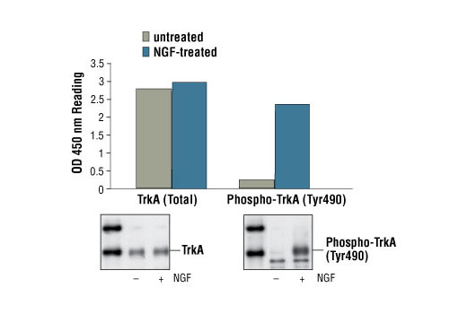 PathScan® Phospho-TrkA (Tyr490) Sandwich ELISA Kit - 1 Kit