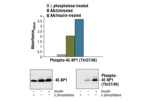 PathScan® Phospho-4E-BP1 (Thr37/Thr46) Sandwich ELISA Kit - 1 Kit