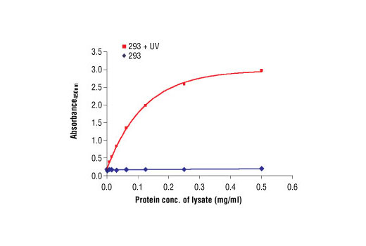 PathScan® Phospho-SAPK/JNK (Thr183/Tyr185) Sandwich ELISA Antibody Pair - 1 Kit