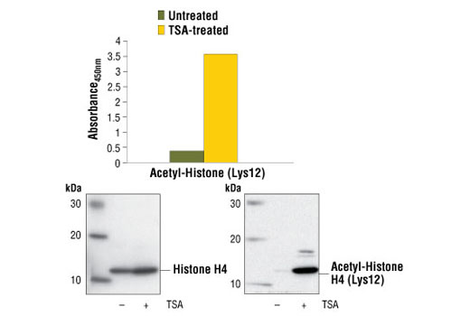 PathScan® Acetyl-Histone H4 (Lys12) Sandwich ELISA Kit - 1 Kit