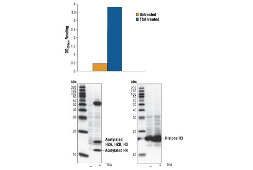 PathScan® Acetylated Histone H3 Sandwich ELISA Kit - 1 Kit