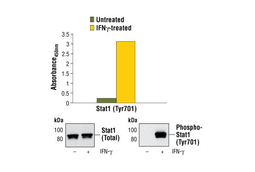 PathScan® Phospho-Stat1 (Tyr701) Sandwich ELISA Kit - 1 Kit