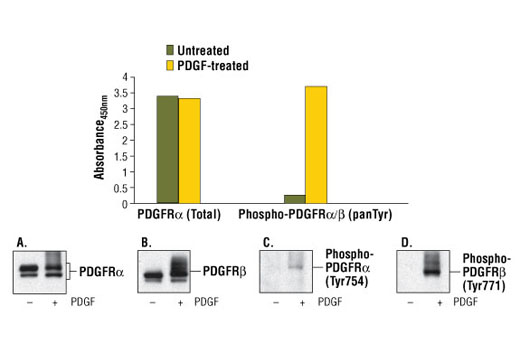 PathScan® Phospho-PDGF Receptor α/β (panTyr) Sandwich ELISA Kit - 1 Kit