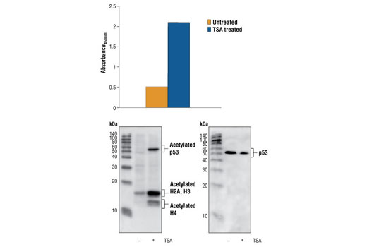 PathScan® Acetylated p53 Sandwich ELISA Kit - 1 Kit