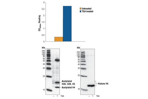 PathScan® Acetyl-Histone H4 Sandwich ELISA Kit - 1 Kit