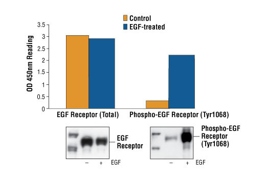 PathScan® Phospho-EGF Receptor (Tyr1068) Sandwich ELISA Kit - 1 Kit