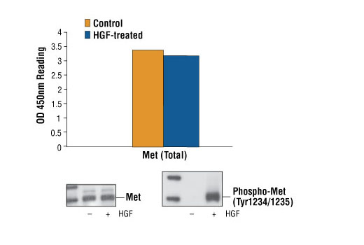 PathScan® Total Met Sandwich ELISA Kit - 1 Kit